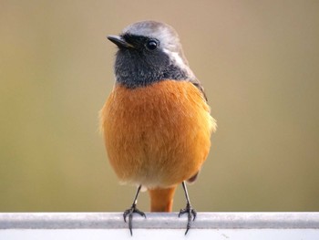 Daurian Redstart 北柏ふるさと公園 Sat, 11/18/2023