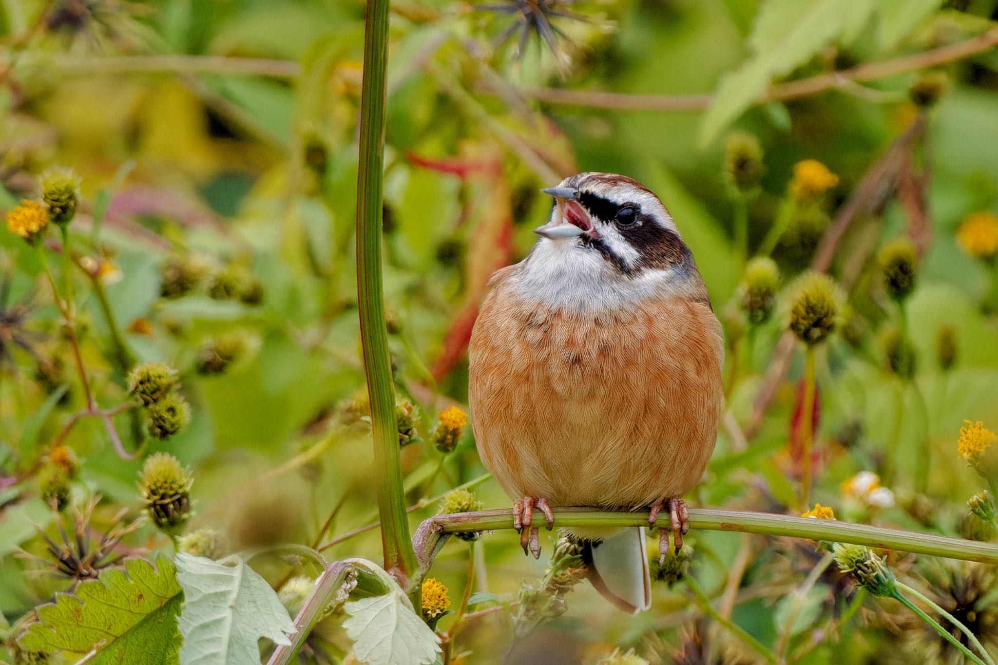 Meadow Bunting