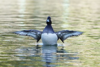 Tufted Duck 練馬区 Sat, 11/18/2023