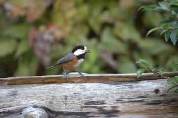 2023年11月18日(土) 昭和記念公園の野鳥観察記録