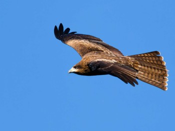 2023年11月18日(土) 手賀沼の野鳥観察記録