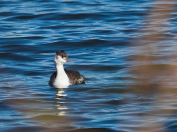 Great Crested Grebe Teganuma Sat, 11/18/2023