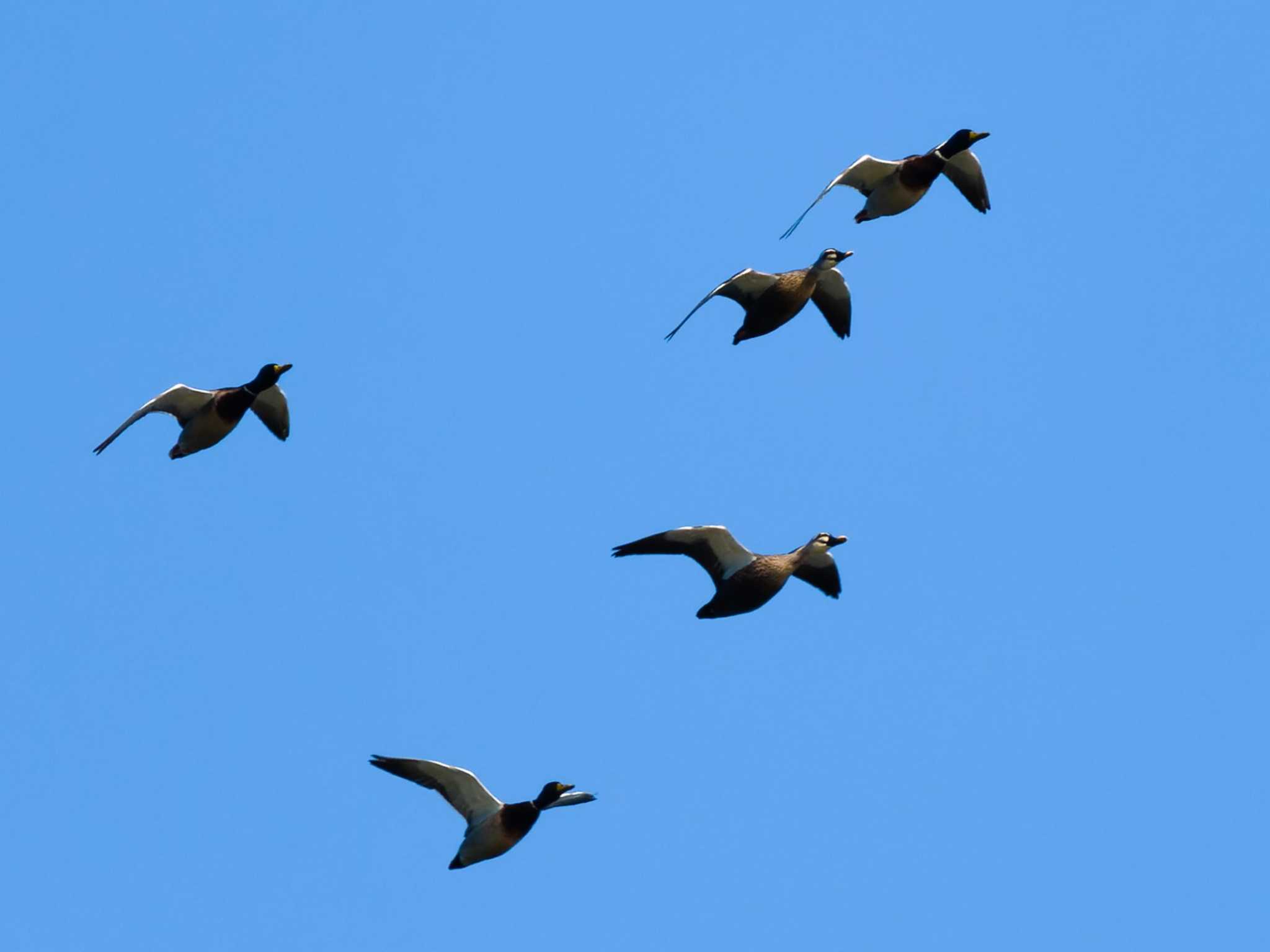 Photo of Mallard at Teganuma by h sawa