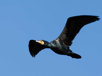 Great Cormorant Teganuma Sat, 11/18/2023