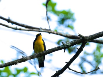 2023年8月21日(月) 八ヶ岳ふれあい公園の野鳥観察記録