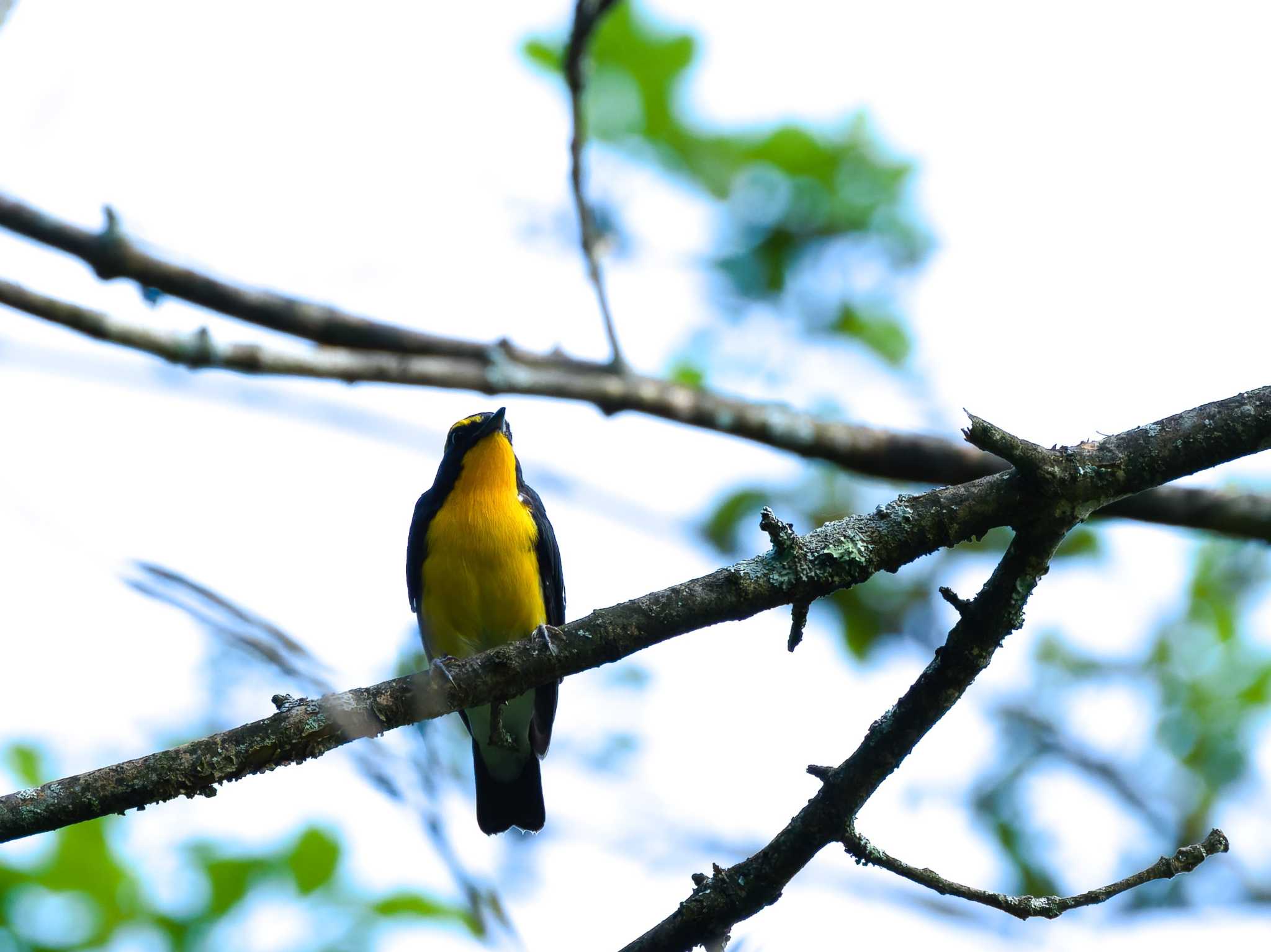 Narcissus Flycatcher