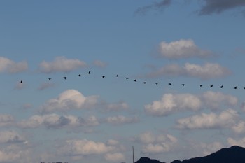 カワウ 山口県立きらら浜自然観察公園 2023年11月17日(金)