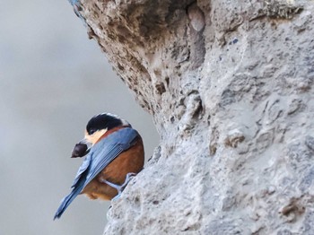 2023年11月18日(土) 盤渓川(盤渓2号橋〜盤沢砂防ダム付近)の野鳥観察記録