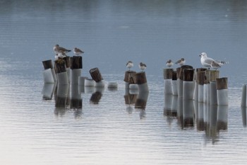 ハマシギ 山口県立きらら浜自然観察公園 2023年11月17日(金)