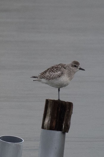 Grey Plover 山口県立きらら浜自然観察公園 Fri, 11/17/2023