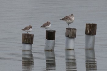 ダイゼン 山口県立きらら浜自然観察公園 2023年11月17日(金)