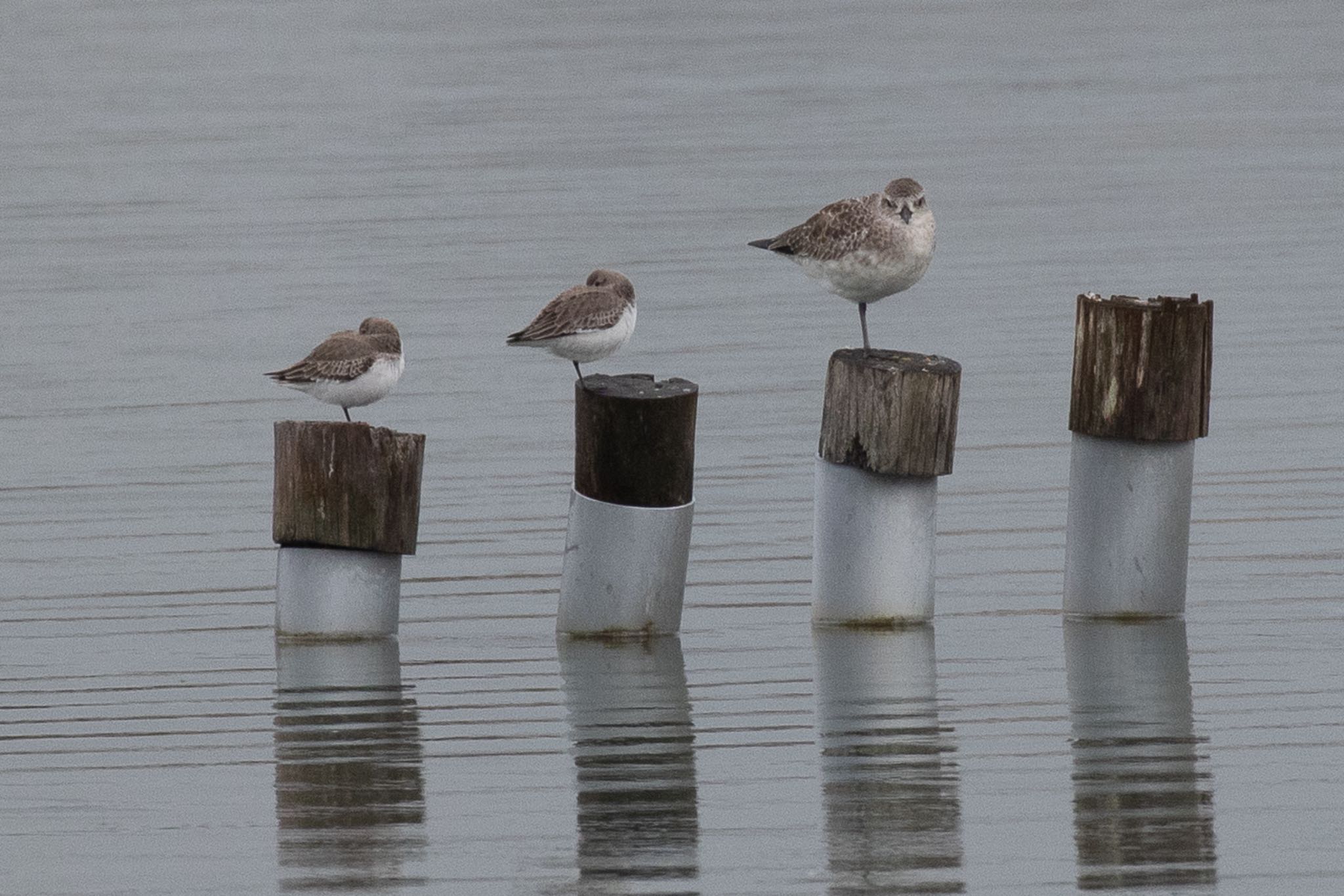 Grey Plover