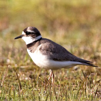 2015年4月18日(土) 各務原市の野鳥観察記録