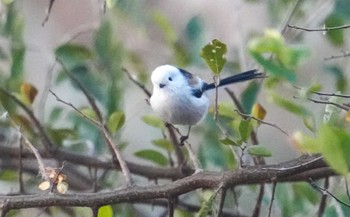 Long-tailed tit(japonicus) Unknown Spots Wed, 11/15/2023