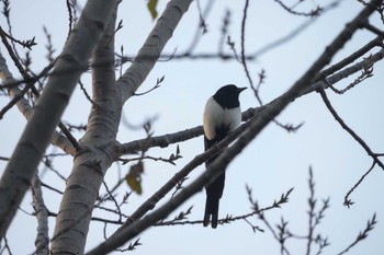 Eurasian Magpie Unknown Spots Wed, 11/15/2023