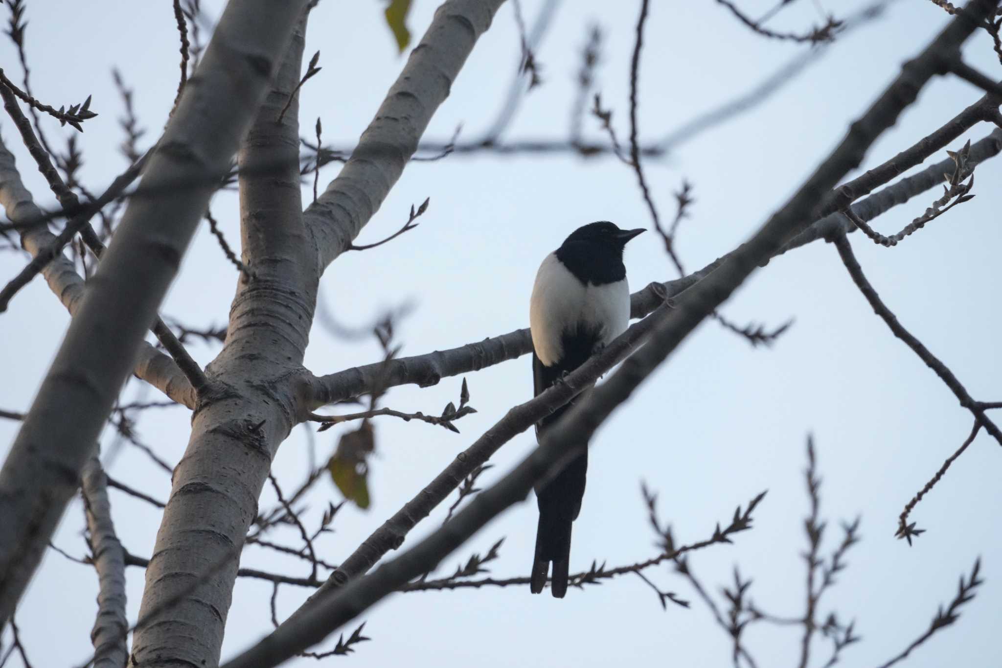 Photo of Eurasian Magpie at  by Chacoder