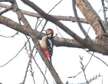 Great Spotted Woodpecker Unknown Spots Wed, 11/15/2023