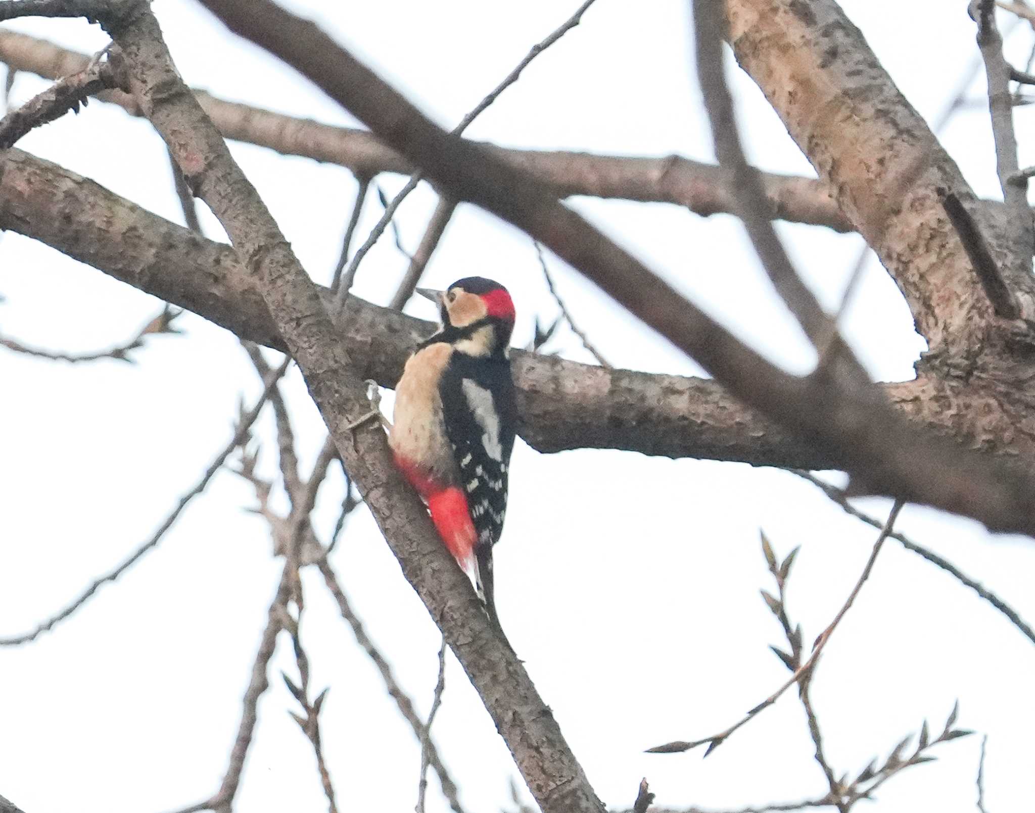 Photo of Great Spotted Woodpecker at  by Chacoder