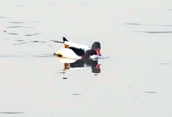 Common Shelduck Unknown Spots Wed, 11/15/2023