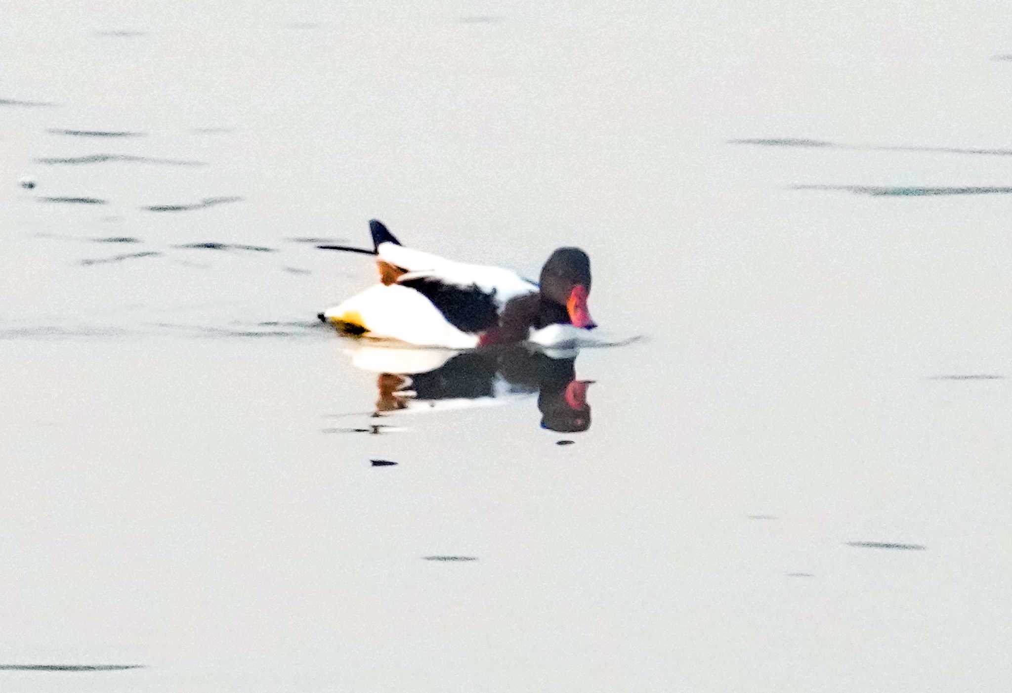 Photo of Common Shelduck at  by Chacoder