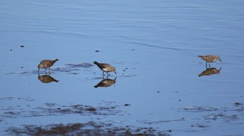 Temminck's Stint 多々良沼公園 Sat, 11/18/2023