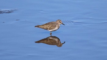 Temminck's Stint 多々良沼公園 Sat, 11/18/2023