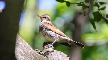 Dusky Thrush 多々良沼公園 Sat, 11/18/2023