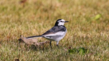 White Wagtail 多々良沼公園 Sat, 11/18/2023