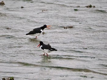 Eurasian Oystercatcher 和白干潟 Fri, 11/17/2023