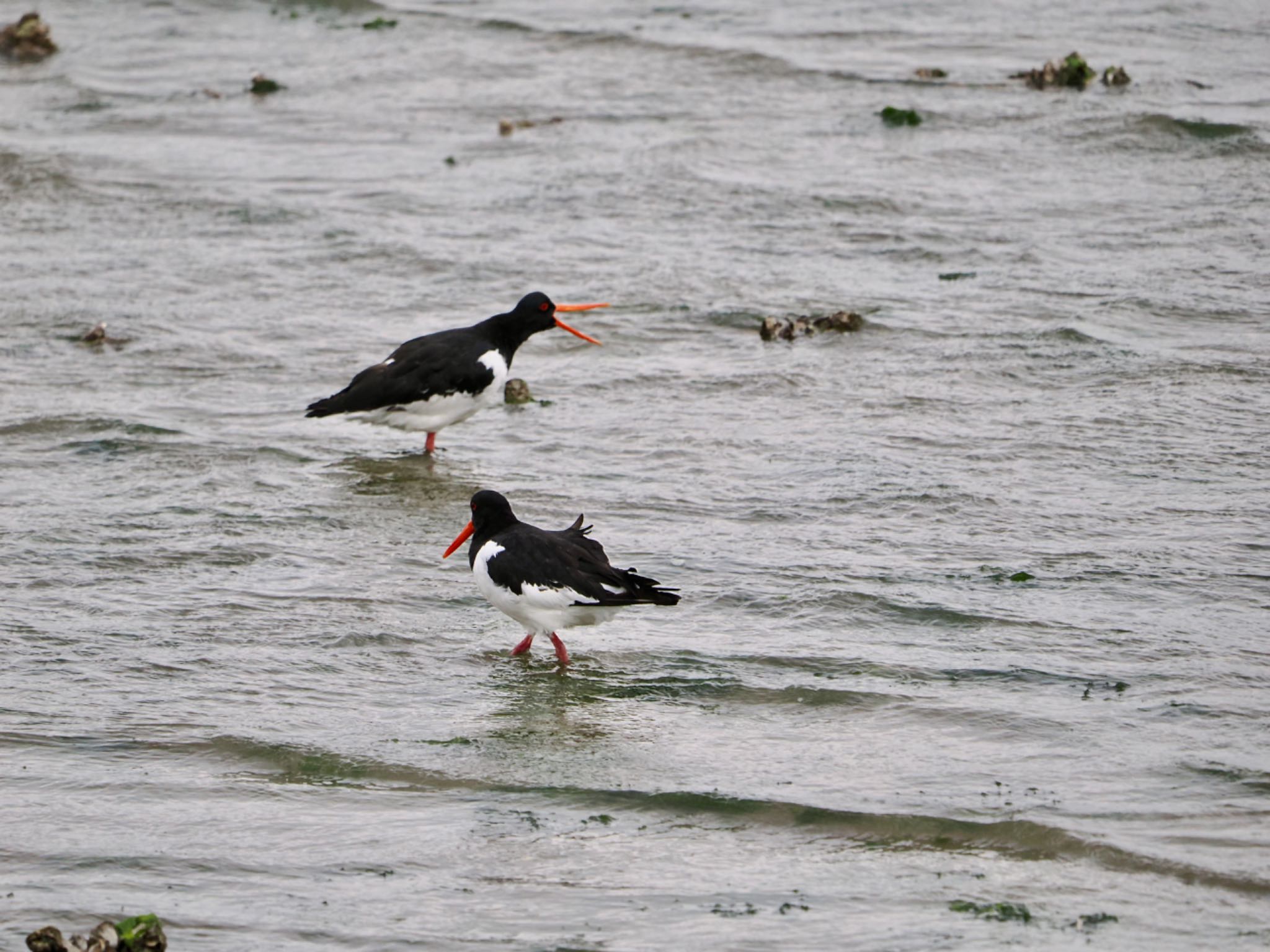 Eurasian Oystercatcher