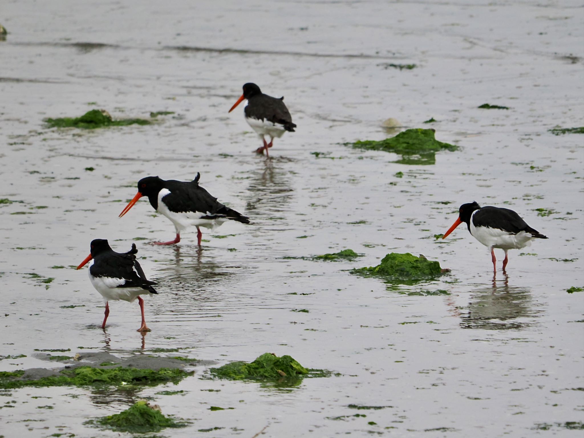 Eurasian Oystercatcher