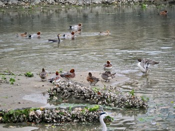 Eurasian Wigeon 和白干潟 Fri, 11/17/2023