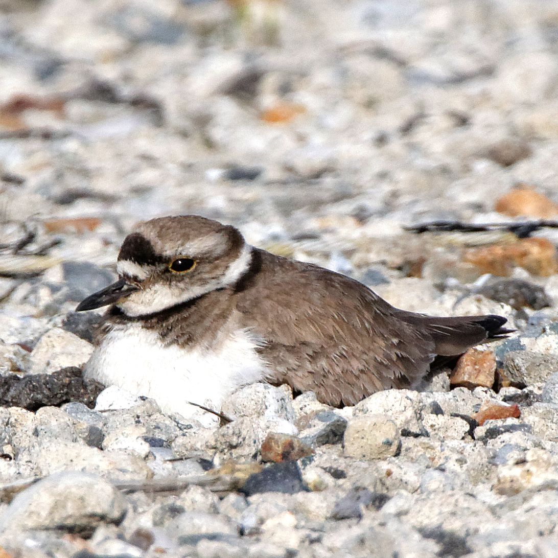 Photo of Long-billed Plover at 各務原市 by herald