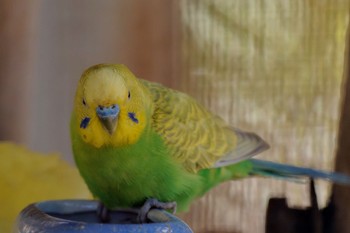 セキセイインコ 北本自然観察公園 2023年11月18日(土)