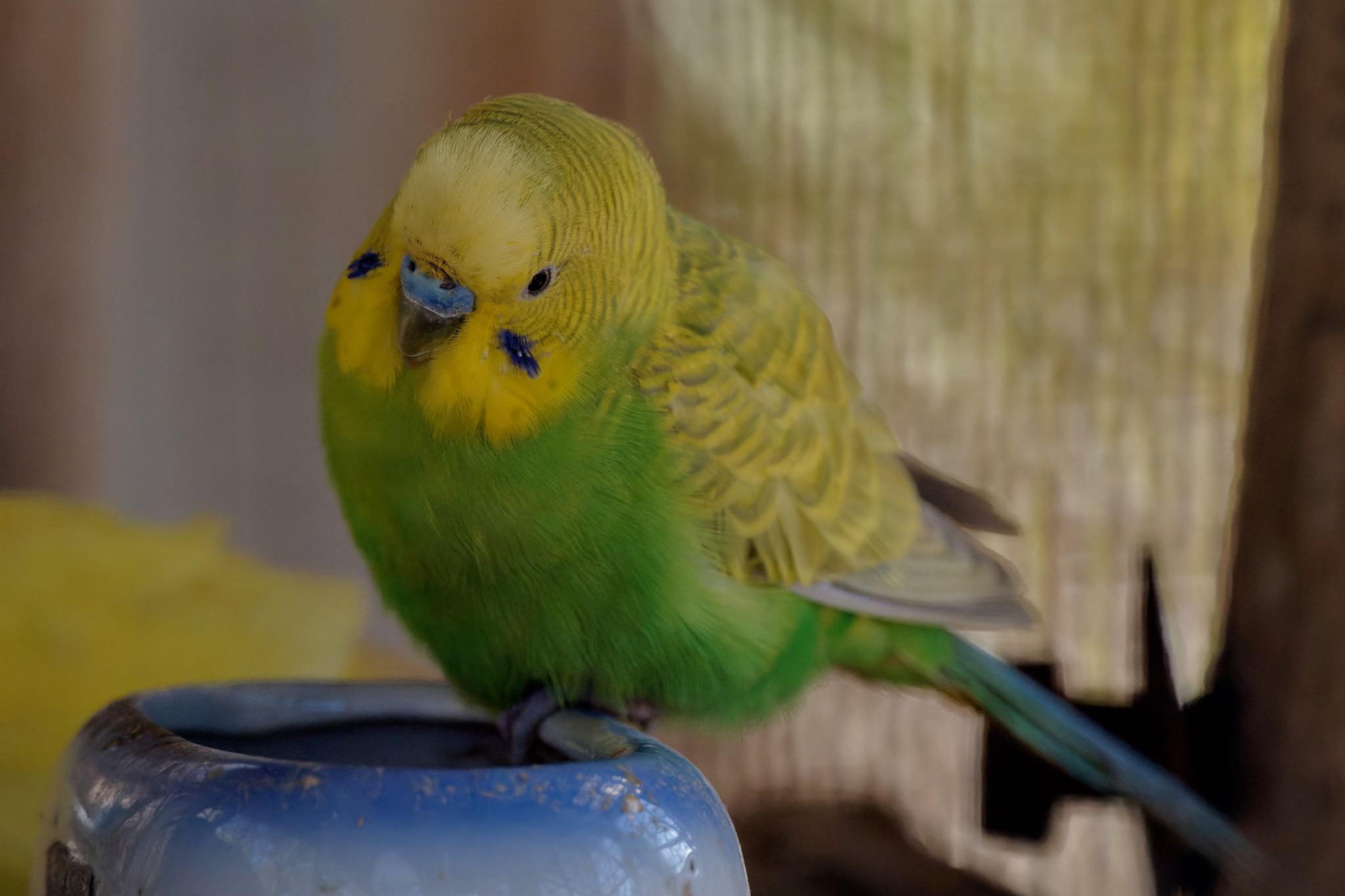 Budgerigar