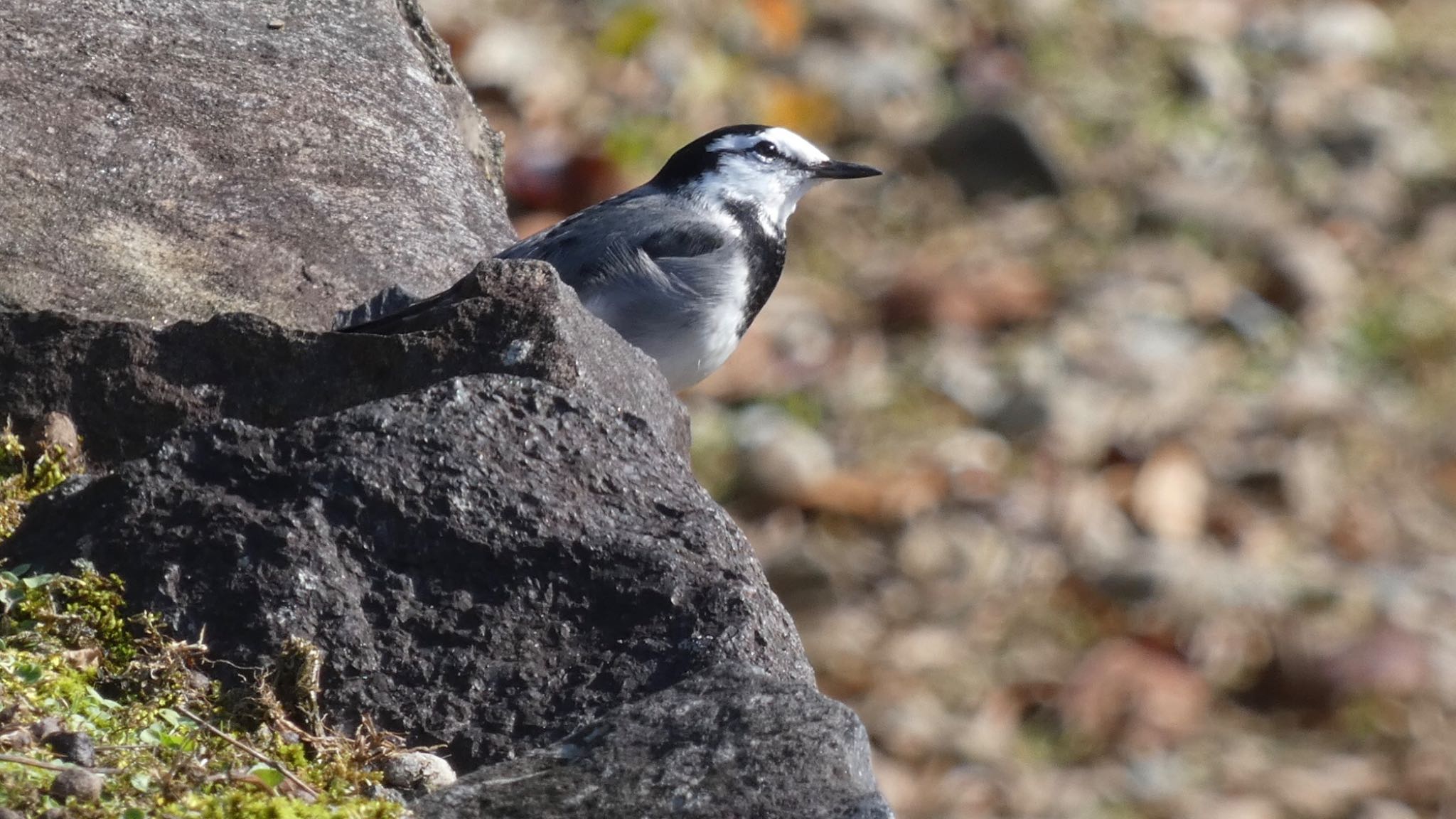 White Wagtail