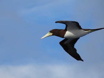 Brown Booby Ogasawara Islands Mon, 11/13/2023