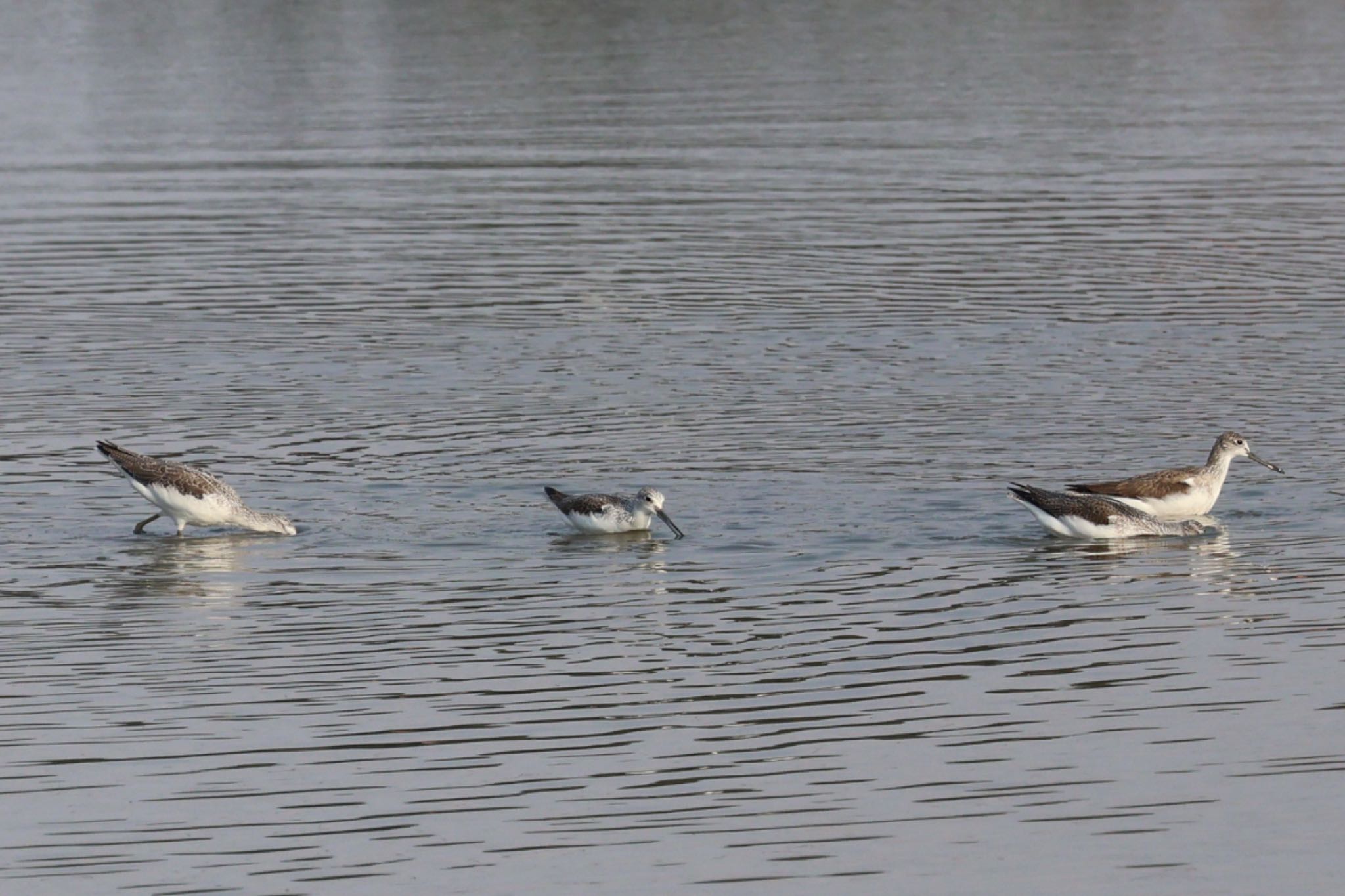 Common Greenshank