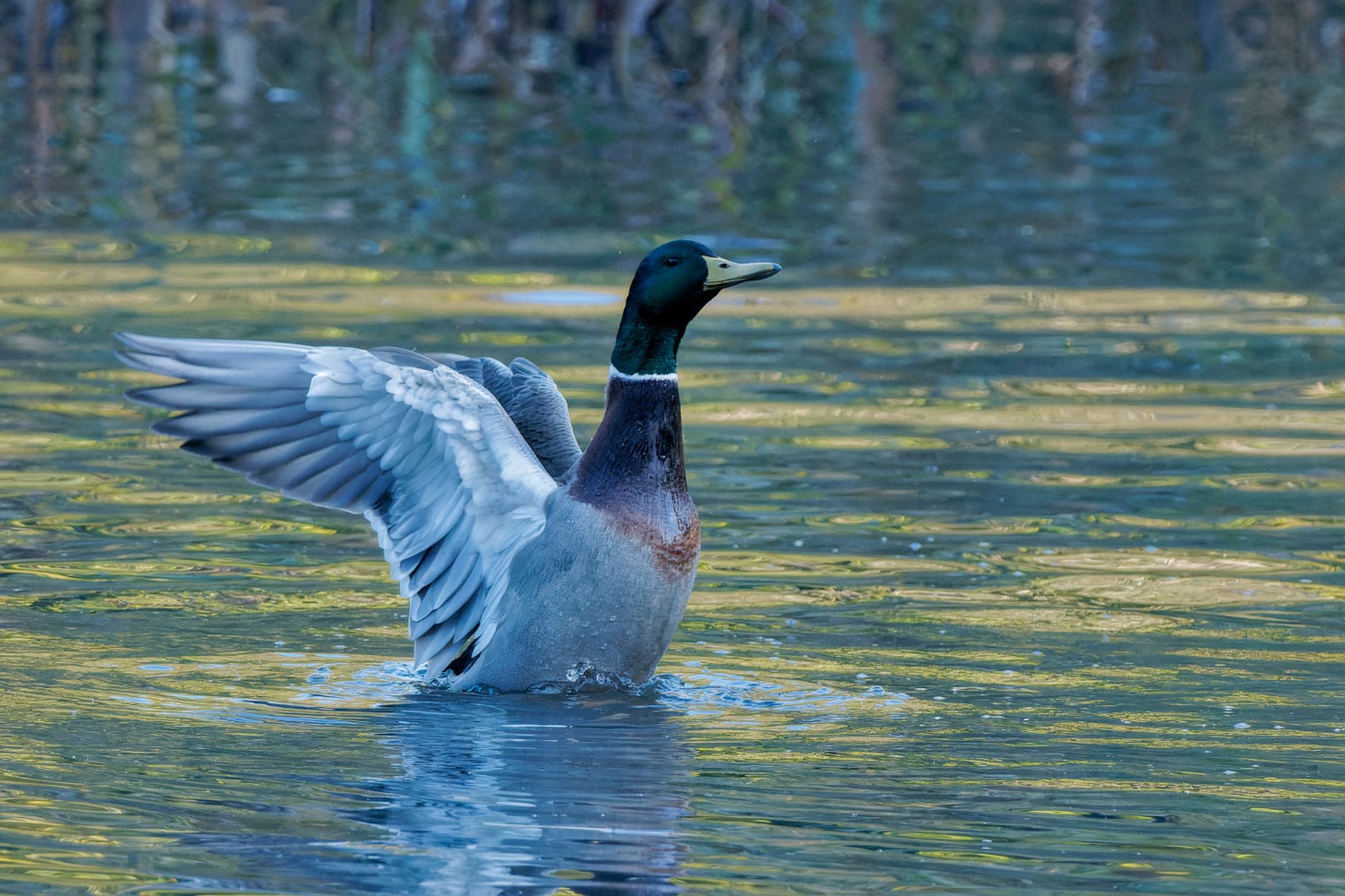 Mallard