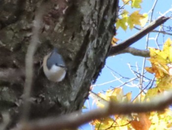 Eurasian Nuthatch Hinohara Tomin no mori Sat, 11/18/2023