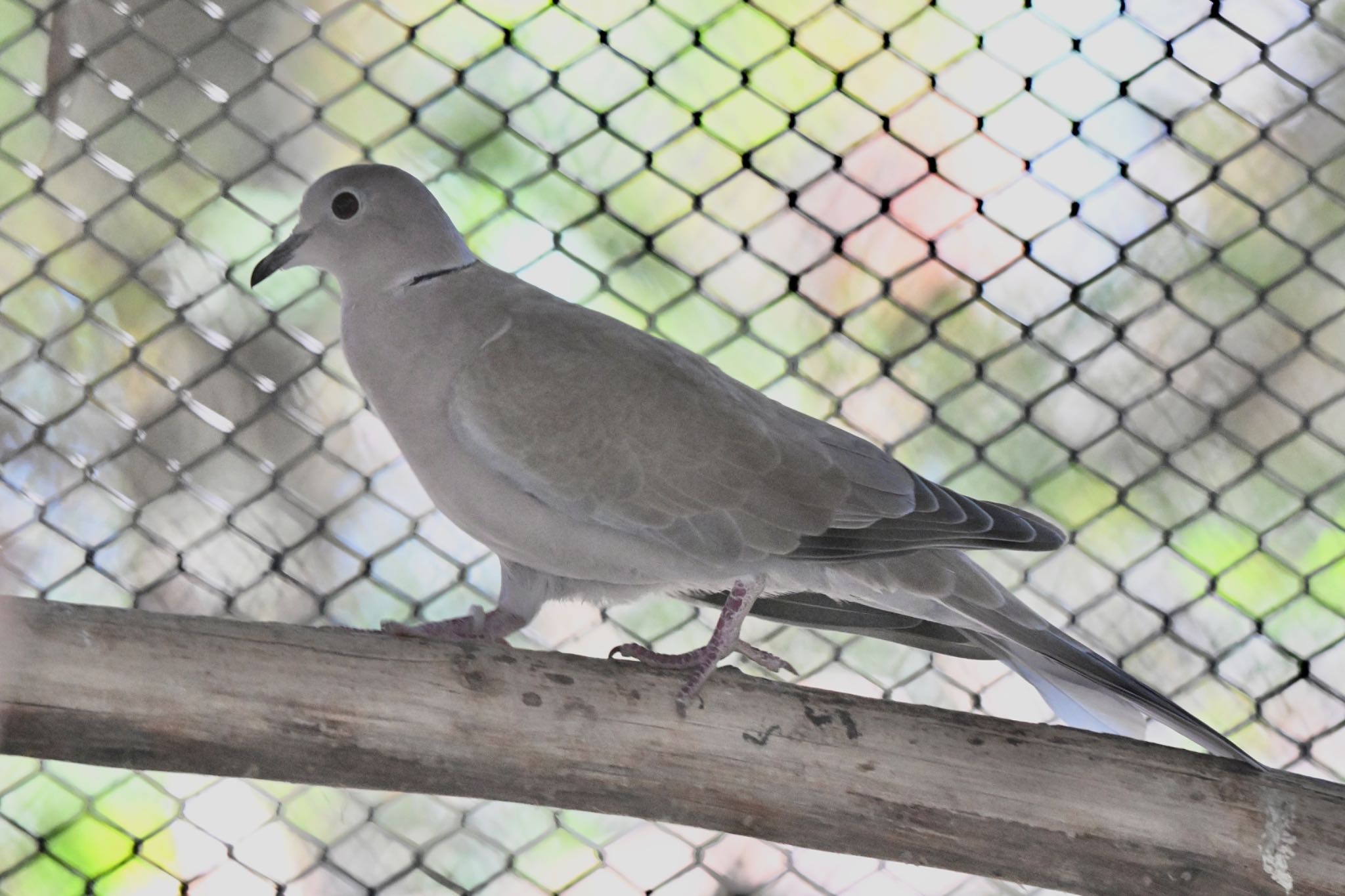 Photo of Eurasian Collared Dove at キャンベルタウン野鳥の森 by 美妃8