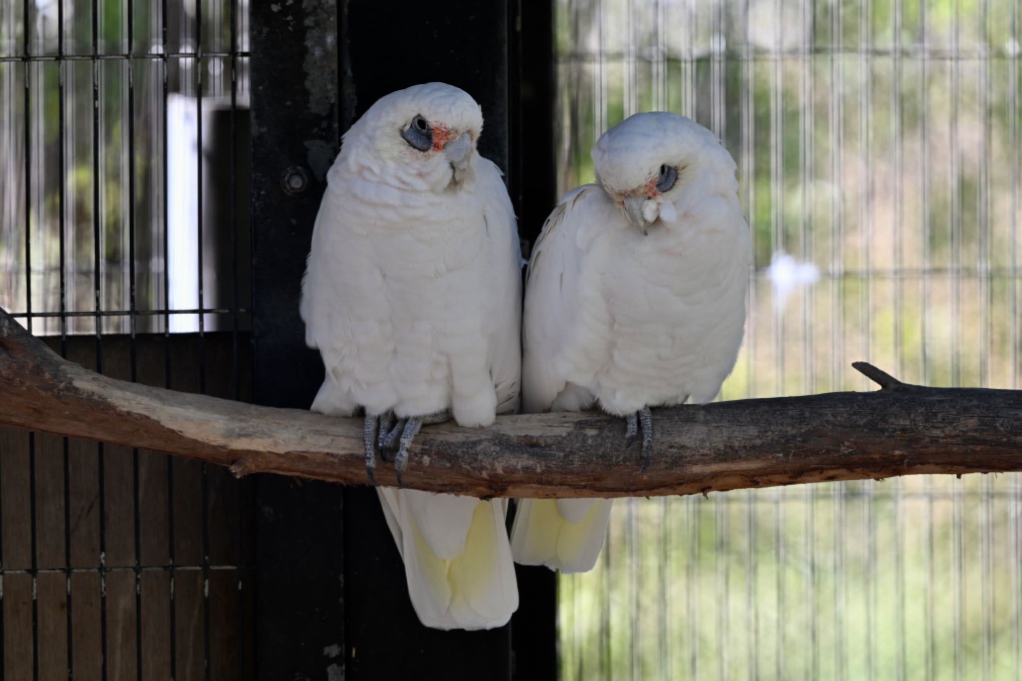 Little Corella