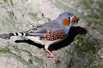 キンカチョウ キャンベルタウン野鳥の森 2023年11月14日(火)