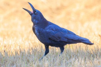 Carrion Crow 加古大池 Thu, 11/2/2023