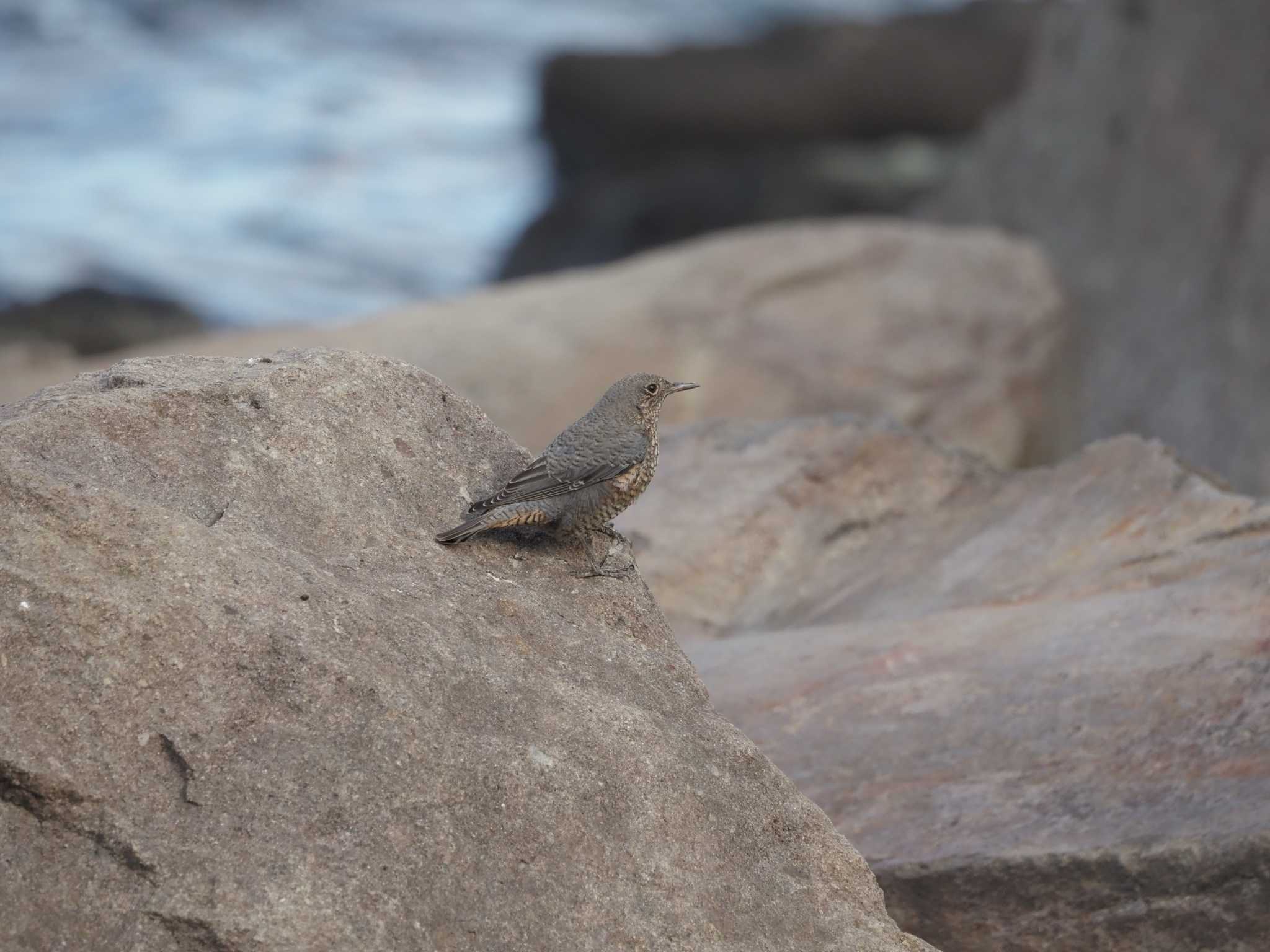 Photo of Blue Rock Thrush at 潮風公園(お台場) by さとーで