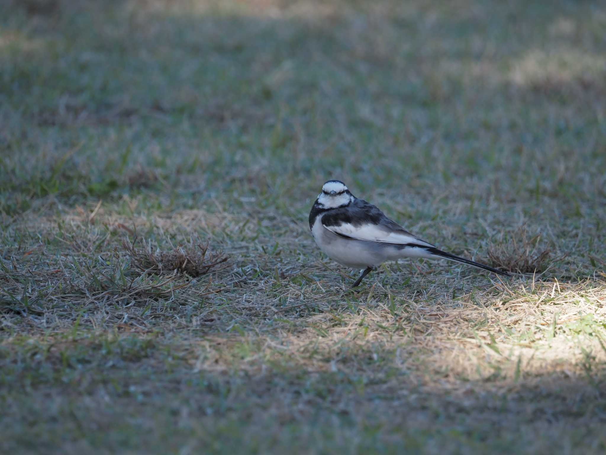 Photo of White Wagtail at 潮風公園(お台場) by さとーで