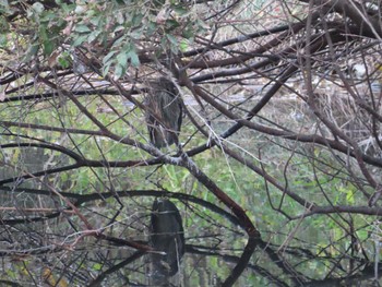 2023年11月12日(日) 多摩川の野鳥観察記録