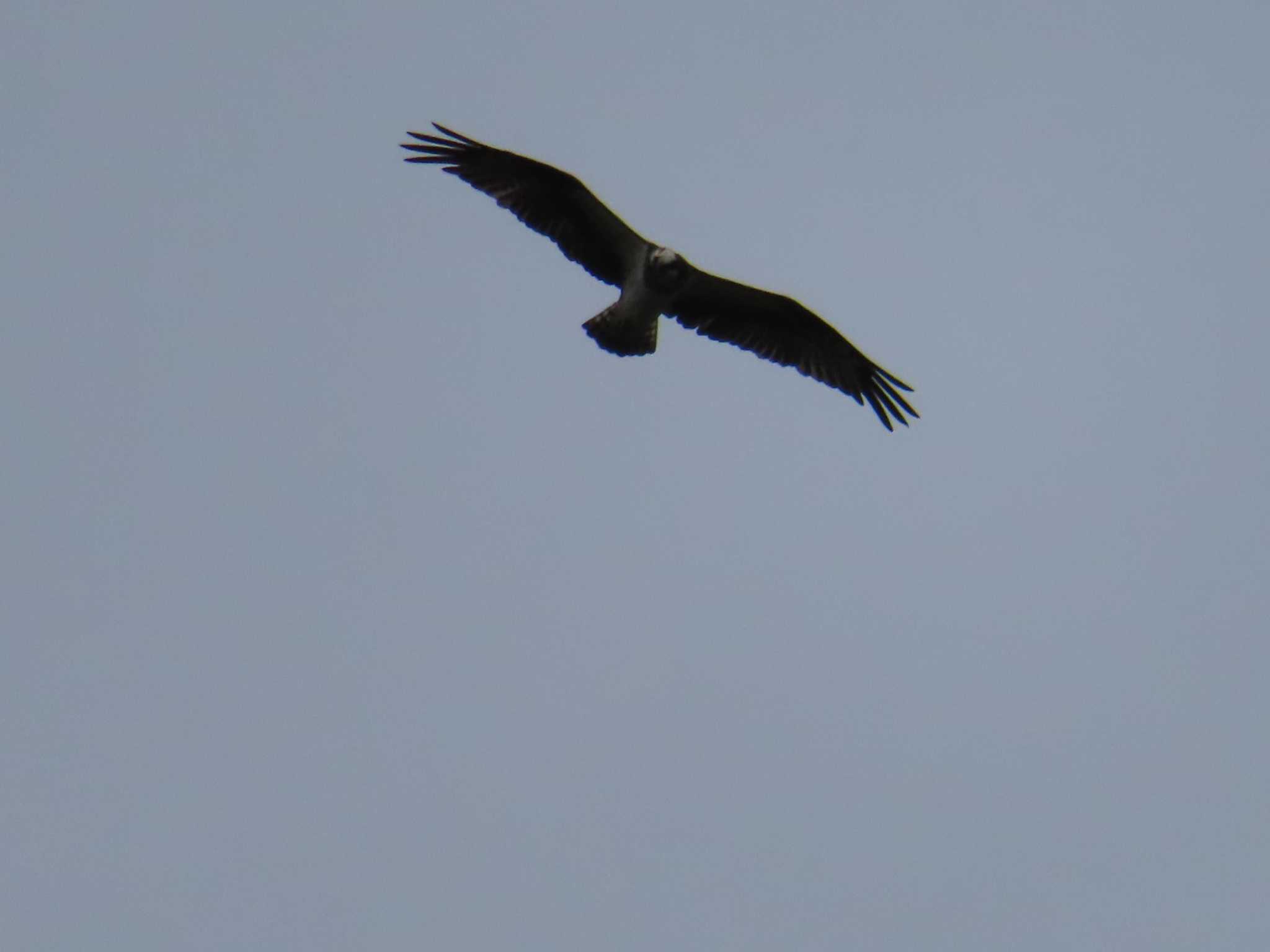 Photo of Osprey at 多摩川 by ツートン