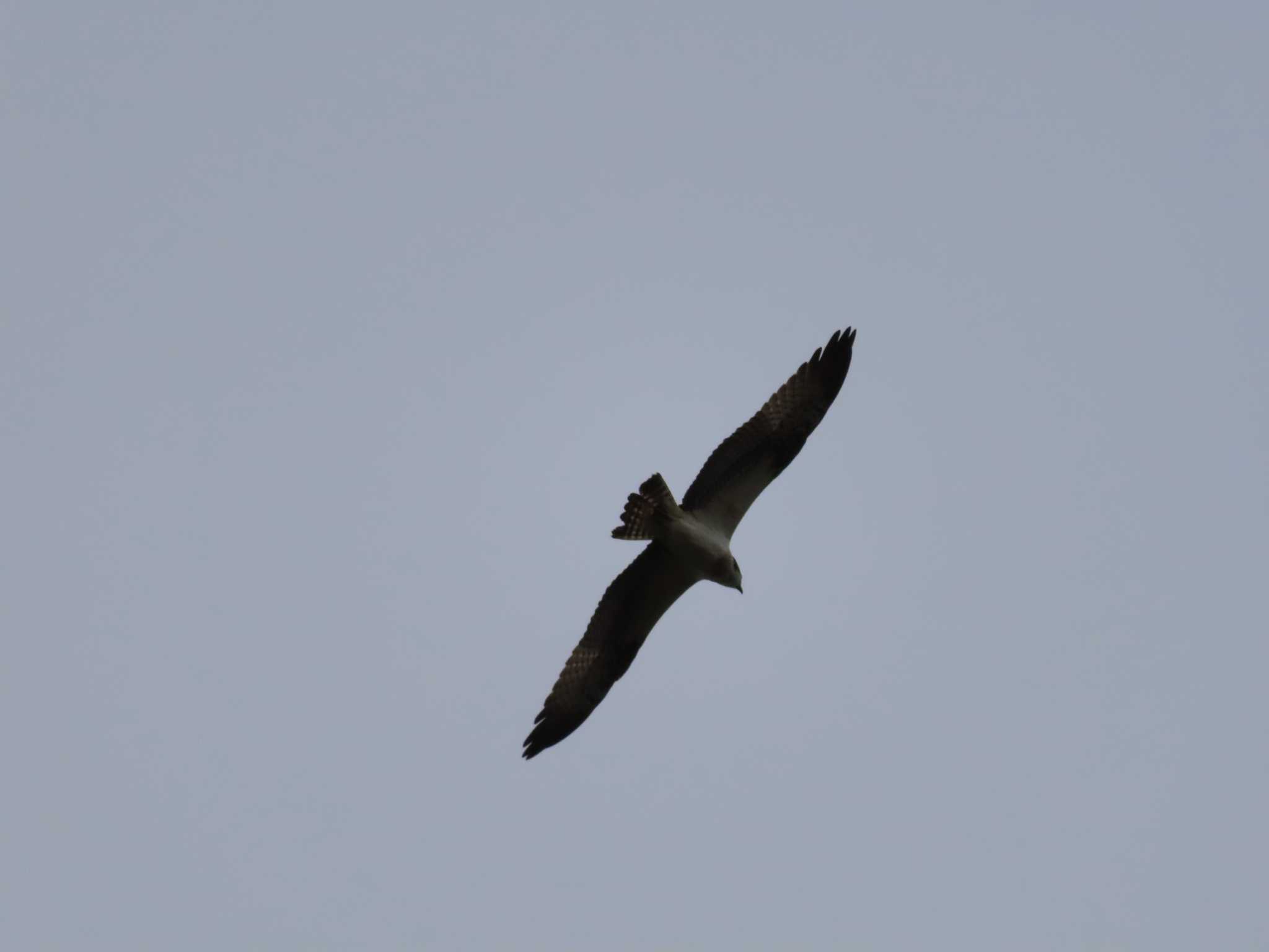 Photo of Osprey at 多摩川 by ツートン