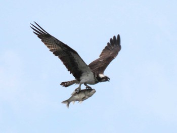 2023年7月9日(日) 伊豆沼の野鳥観察記録